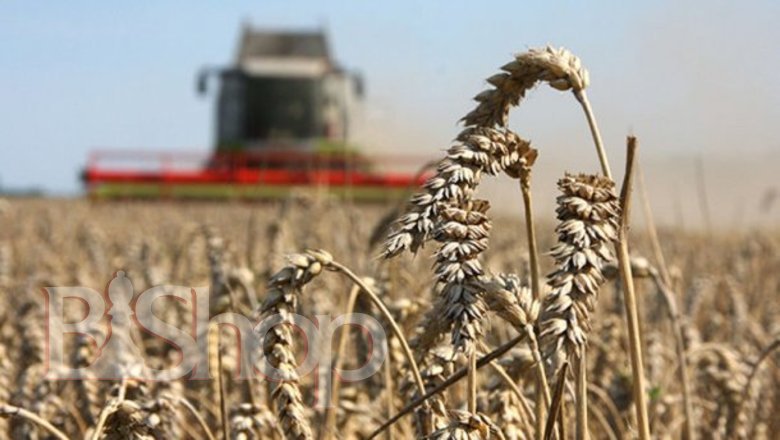 Україна цьогоріч очікує врожай у 67 млн тонн зернових та олійних