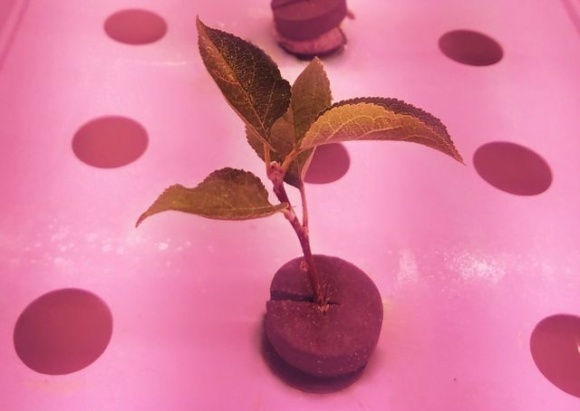У Британії експериментують з вирощуванням саджанців яблуні на аеропоніці