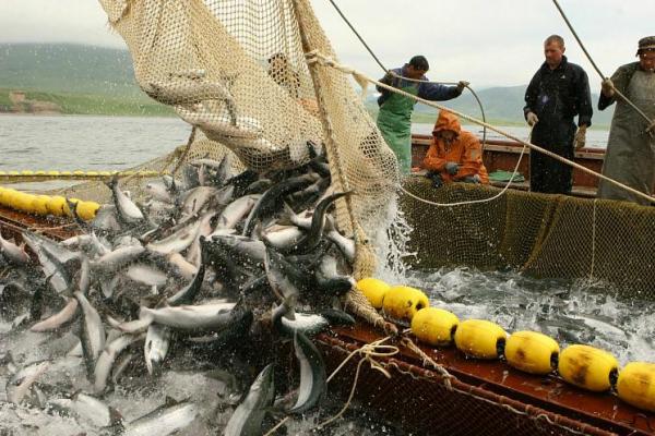 Україна втратила майже весь рибний промисел в Азовському і Чорному морях 