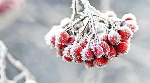 Перші морози синоптики прогнозують лише у грудні