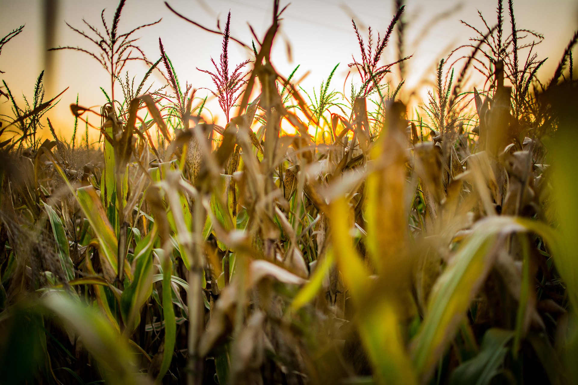 У світі вже не вистачає кукурудзи: на українську зернову можна очікувати підвищений попит          