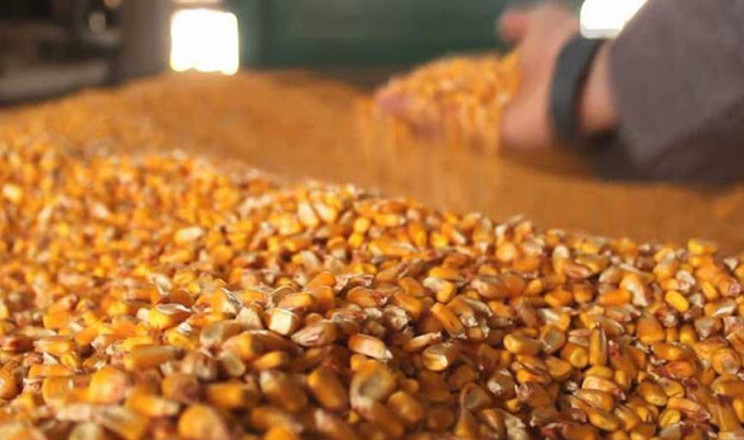 Сушіння кукурудзи цього року коштуватиме близько $ 40–50 за тонну