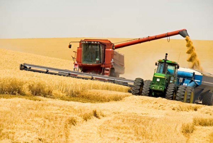 Українські аграрії вже зібрали майже 40 млн тонн зерна