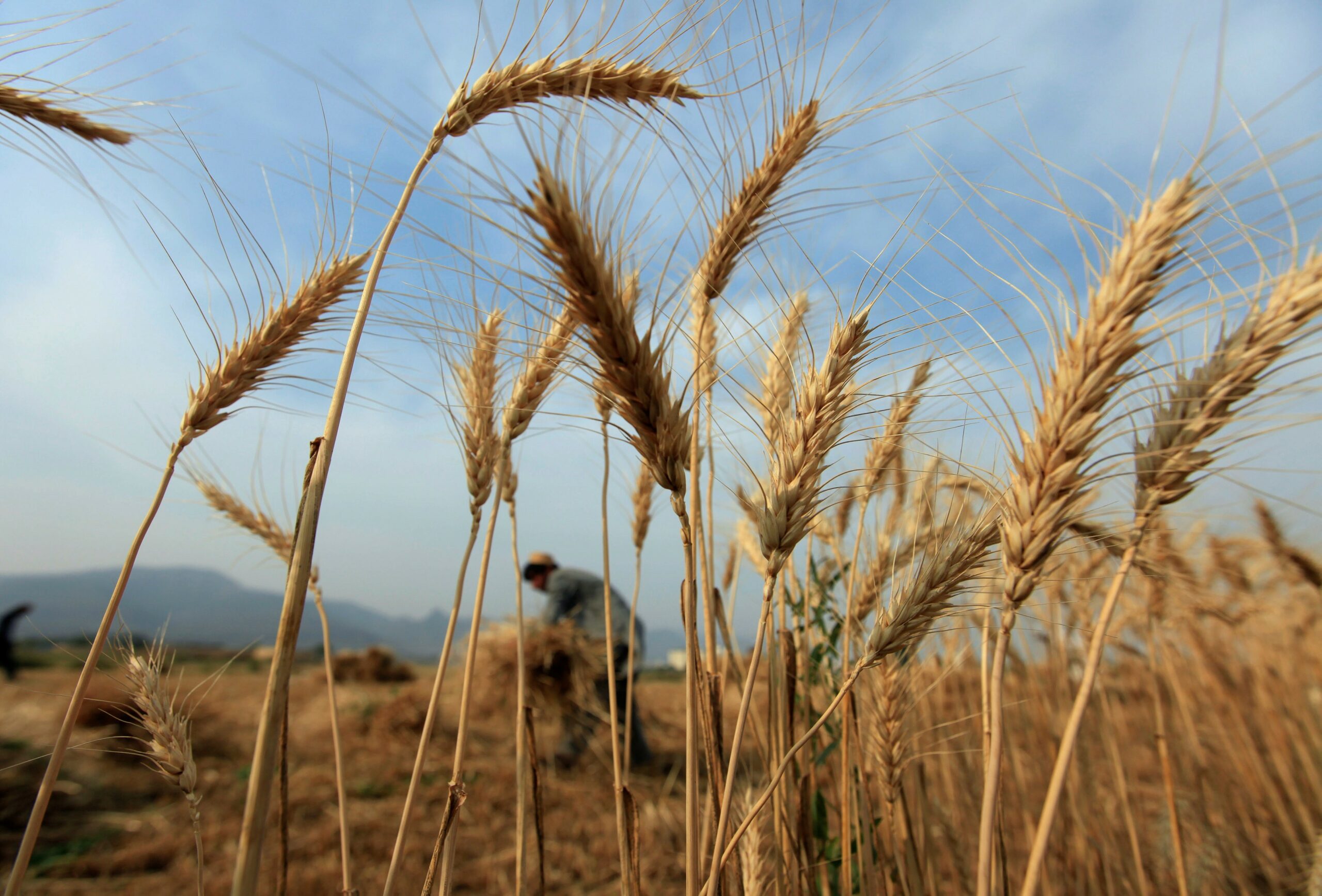 Індія очікує рекордного врожаю пшениці у 2023 році