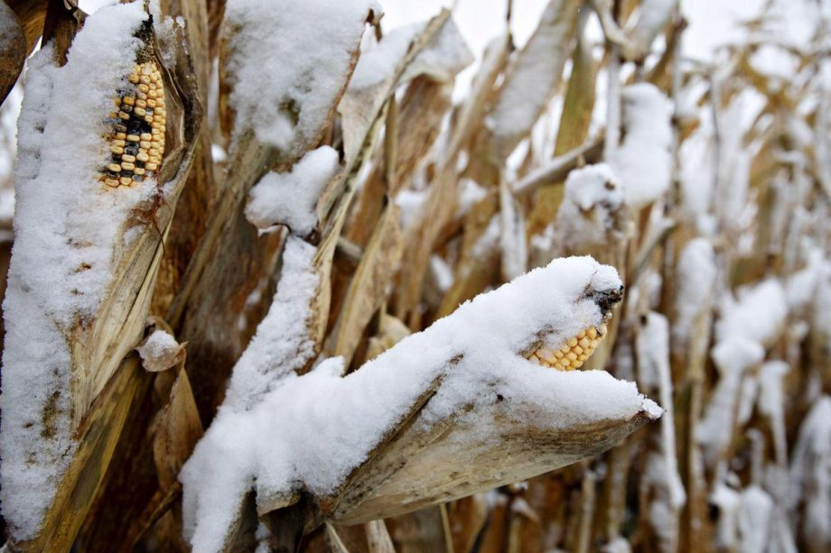 Погода в Україні не сприяє збиранню врожаю пізніх культур та розвитку посівів озимини