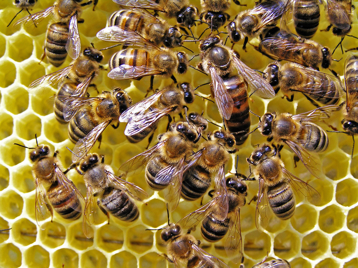 Через війну галузь бджільництва наступного року може скоротитись вдвічі