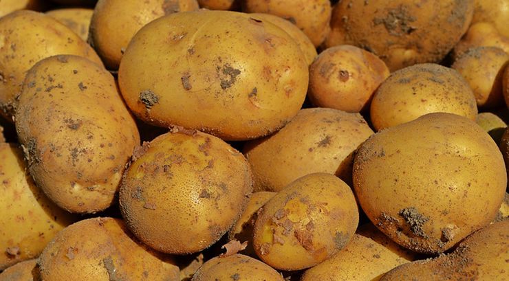 Дефіциту картоплі в Україні немає, але виробники прогнозують підвищення ціни