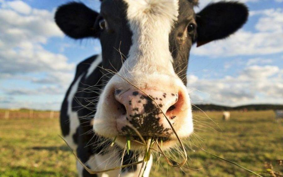 Вчені з’ясували, як конопляний корм впливає на корів і їхнє молоко