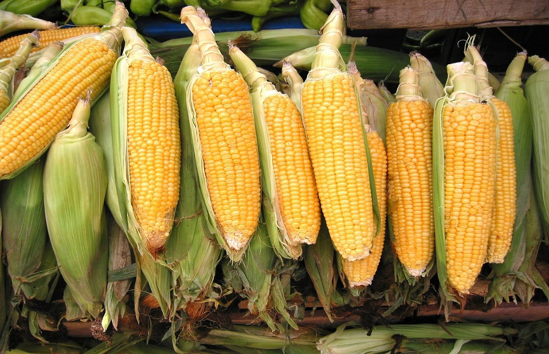 На західних кордонах України дедалі дешевшає кукурудза