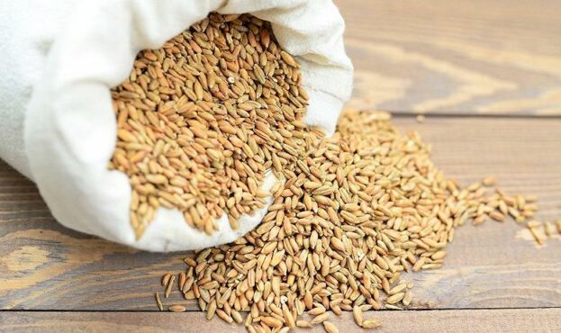 Зернотрейдери почали відновлювати закупівлю зерна в Миколаївському МП