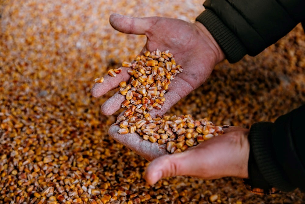 Затримка збирання кукурудзи в Україні найближчим часом призведе до різкого зростання цін