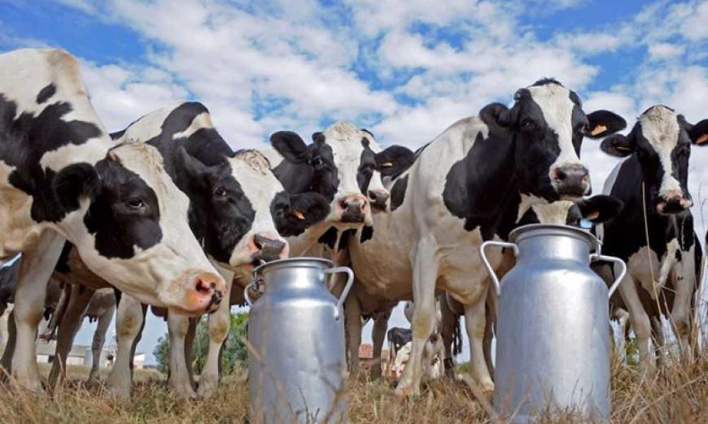 Через відключення світла корови почали давати менше молока