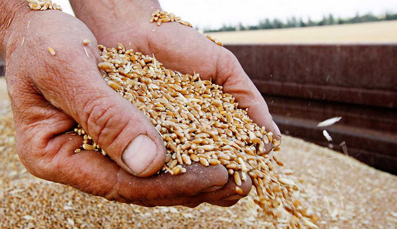 росія вкрала в України зерно щонайменше на 1 млрд доларів – Bloomberg