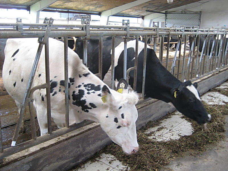 Три найбільші молочні господарства Харківщини досі в окупації 