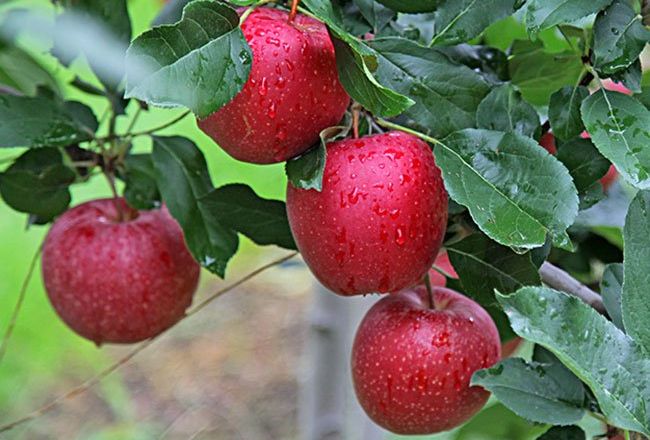На Дніпропетровщині замінюють звичайні яблуні Гала новішими клонами