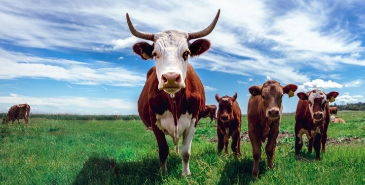 У Китаї “навчать” корів виробляти електрику для гаджетів та девайсів