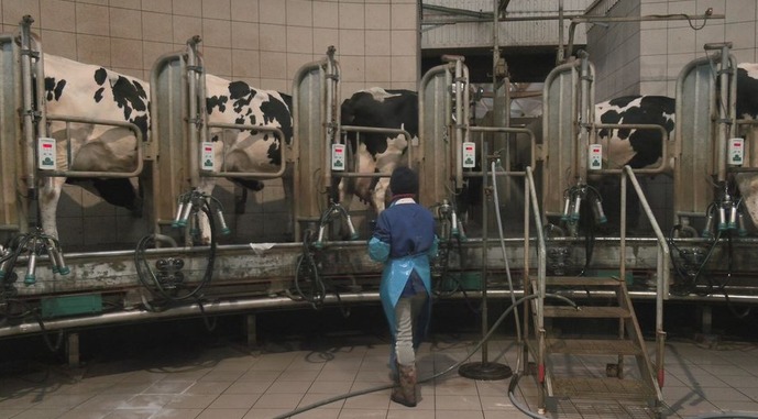Ферма на Черкащині виробляє на 20% більше молока, ніж до війни