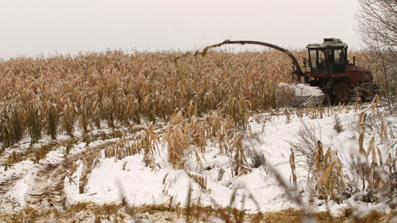 Третина врожаю кукурудзи в Україні все ще на полях через дощі й відключення електроенергії – Bloomberg