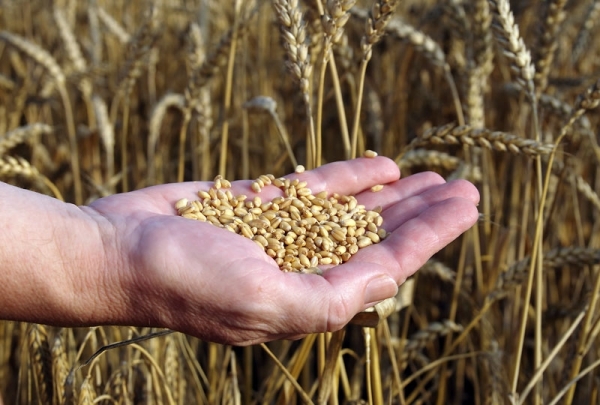 В Україні відновилося зростання цін на продовольчу пшеницю 