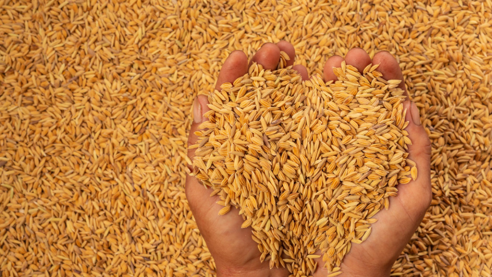 Україна вже експортувала понад 44,7 мільйона тонн зернових