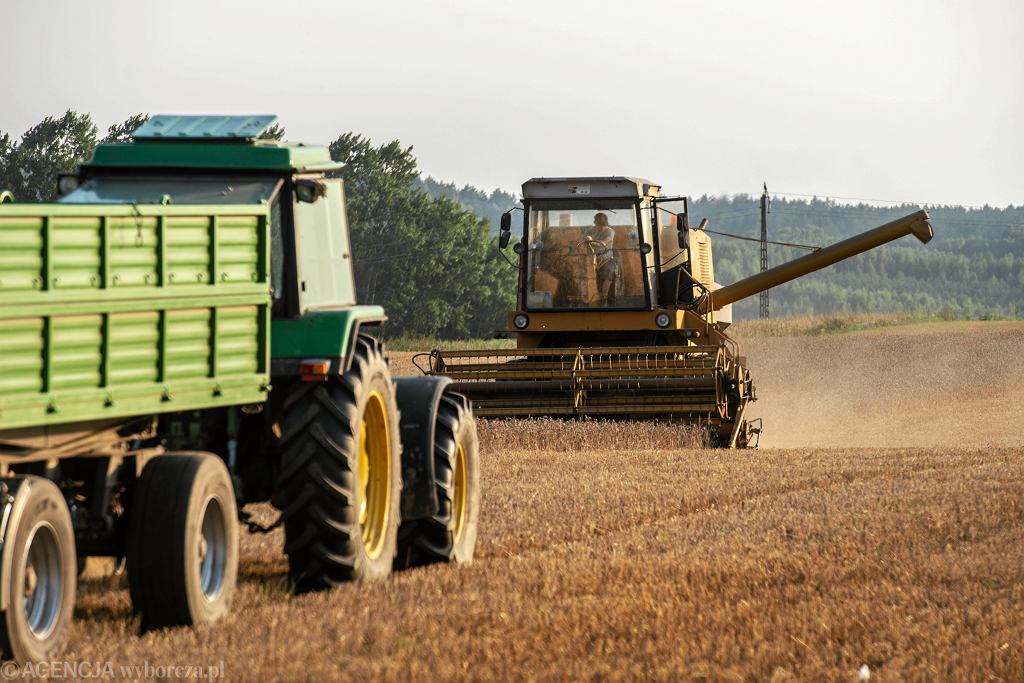 Українське зерно стало проблемою для польських та румунських фермерів