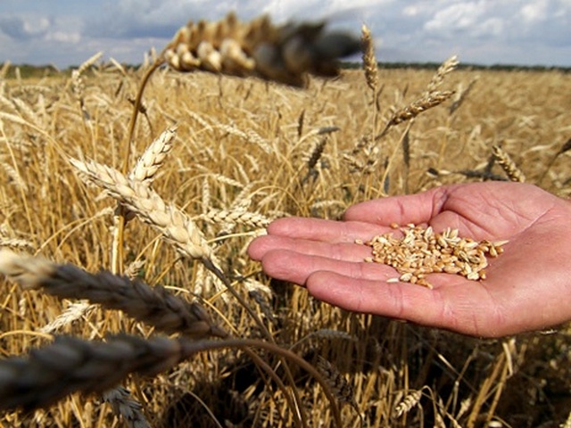 Україна з початку 2022/23 маркетингового року майже вдвічі скоротила експорт пшениці