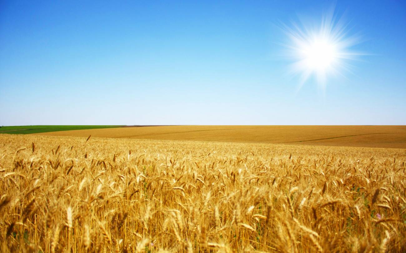 На українському ринку пшениці активність залишається низькою