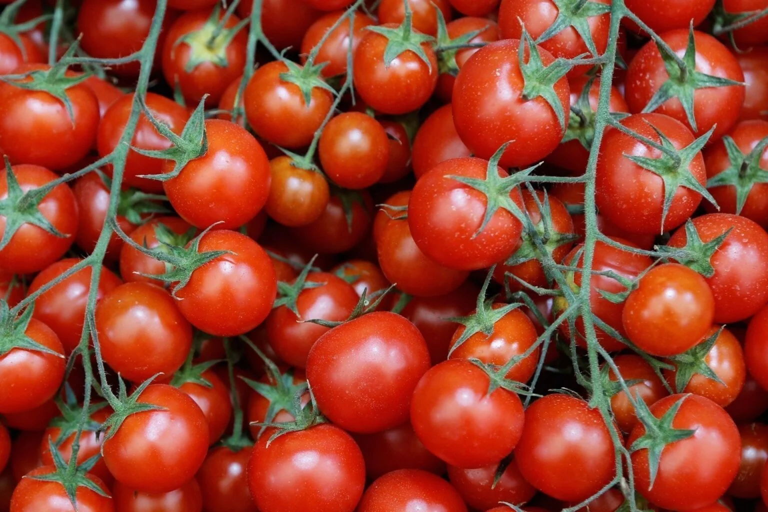 Перебої з постачаннями призвели до зростання цін на імпортні томати в Україні