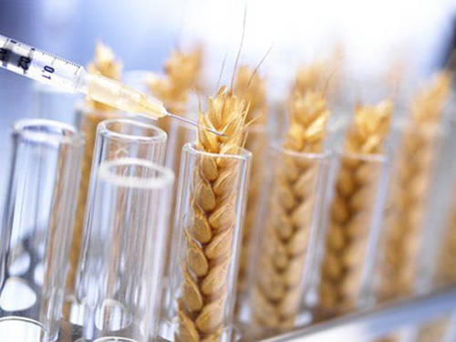 Відкриття гена пшениці «Святого Грааля» може розв’язати питання глобального голоду та нагодувати світ