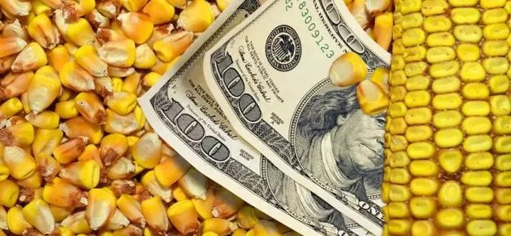 Закупівельні ціни на кукурудзу в Україні зростають, але їх стримує падіння темпів експорту