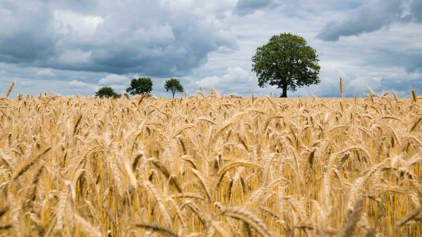 В Україні відновилось зростання цін на продовольчу пшеницю