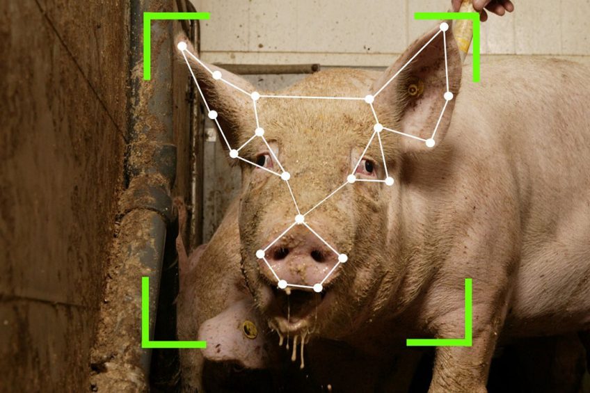 Huawei запустила проект свинарства зі штучним інтелектом