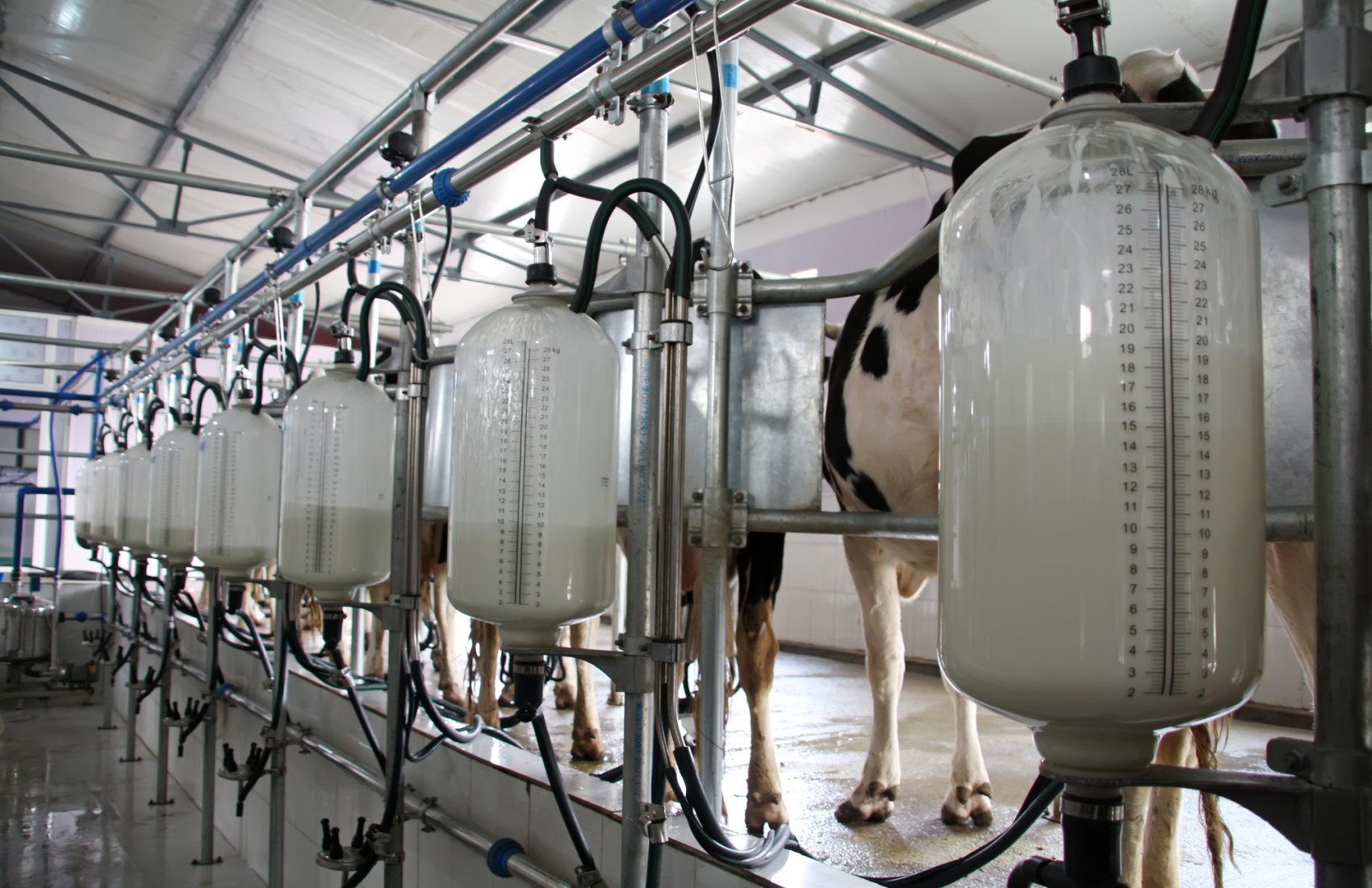 Надлишок сирого молока і запасів товарів в ЄС знижують попит трейдерів на українську продукцію