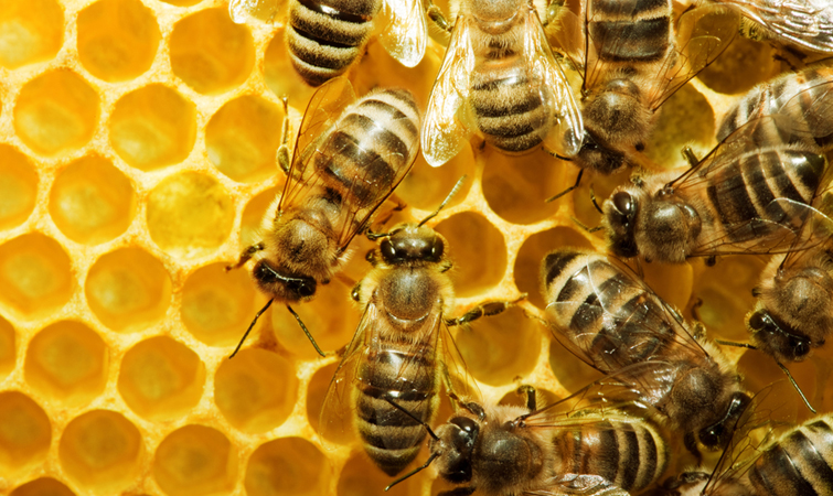 Українських бджіл експортуватимуть до Канади