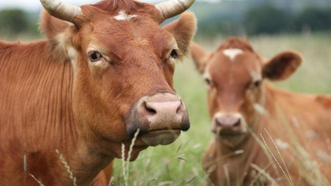 В Україні ростуть ціни на бичків та корів