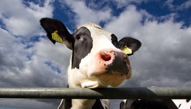 На фермі в Нідерландах виявили коров’ячий сказ
