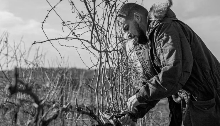 Тепла зима ускладнила новий сезон виноградарям України