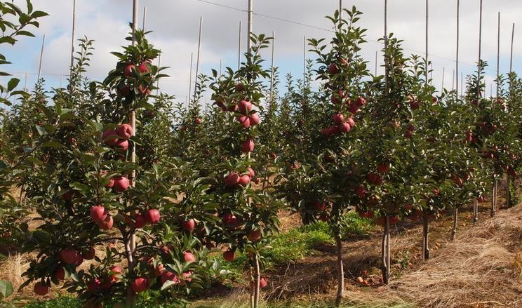 Українські вчені назвали регіони з найсмачнішими яблуками