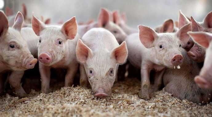 Виробляти в Україні свинину стало дорожче: собівартість продукції зростає щодня