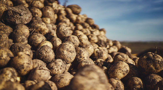 Названо потреби України в картоплі на поточний рік