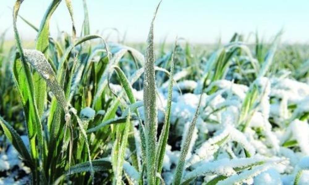 Суттєвих загроз посівам озимини в Україні до кінця перезимівлі не прогнозується