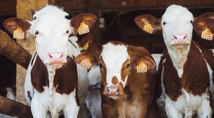 За корову виплачують 10 тис. грн: як громади підтримують аграрну галузь