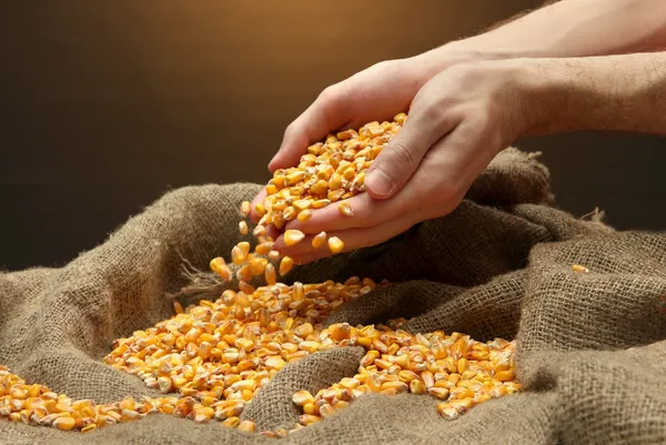 Закупівельні ціни на кукурудзу в Україні залишаються на низькому рівні