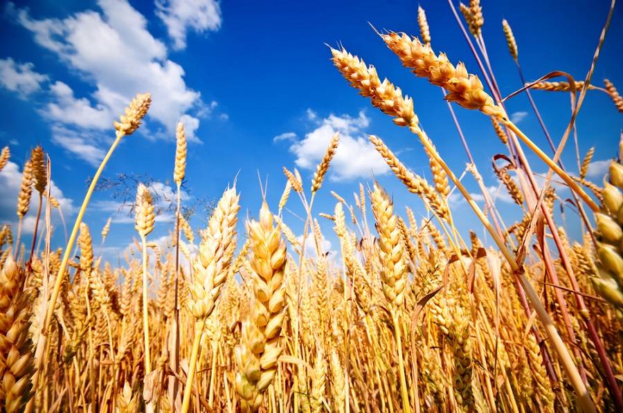 Урожай зернових в Україні у 2023 році може скласти 45,6 млн тонн: прогноз