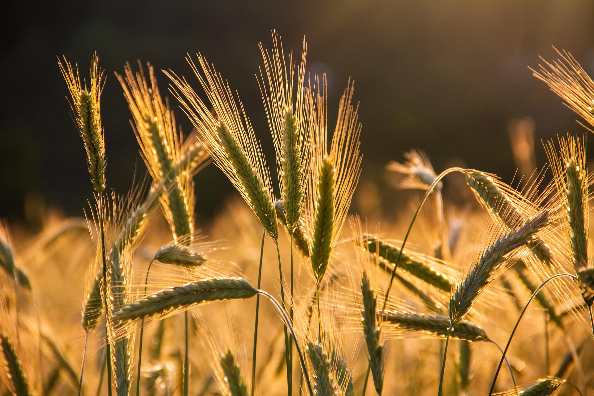 Урожай українських зернових у 2023 році на 50-60% поступиться довоєнному рівню – НААН