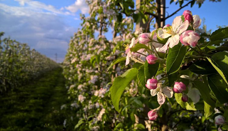 В Україні закладають великий сад надранніх яблук інноваційного сорту