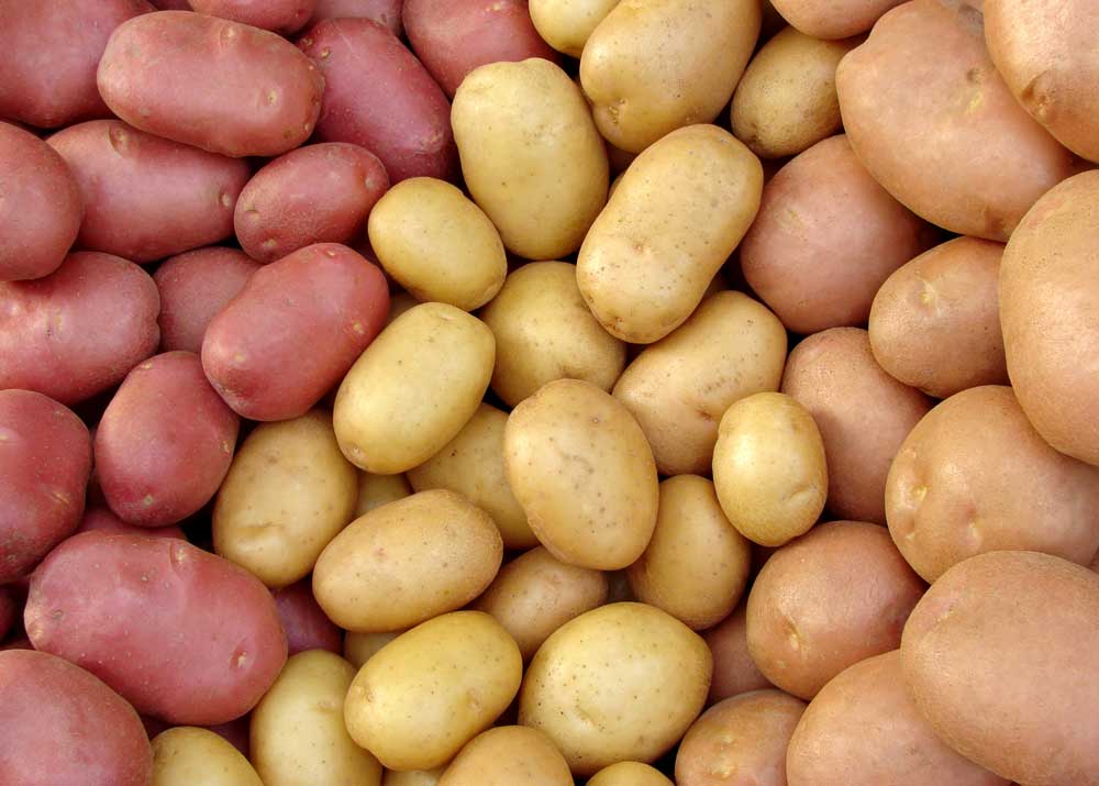 Чому українська картопля нікому не потрібна, навіть попри дуже низьку ціну?