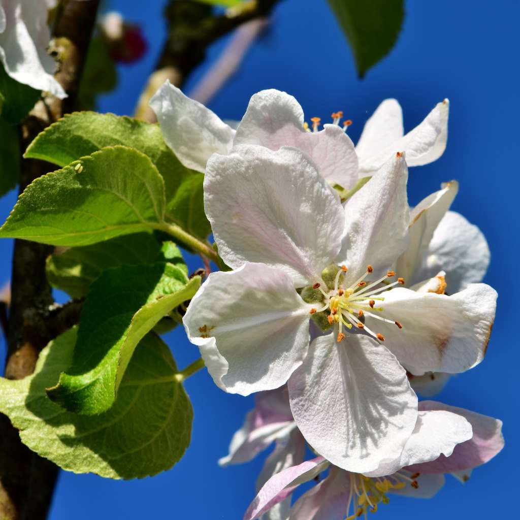 ЄС дозволив експорт садивного матеріалу яблуні, сливи та аличі з України
