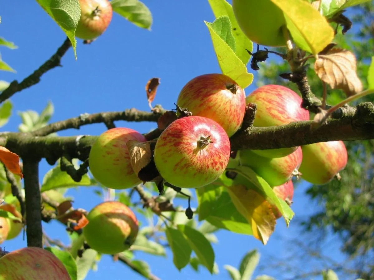 Чому українські садівники корчують яблуневі сади
