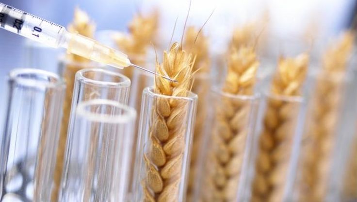 Бразилія схвалює ГМО-пшеницю: побоювання щодо постачання продовольства допомагають переконати скептиків